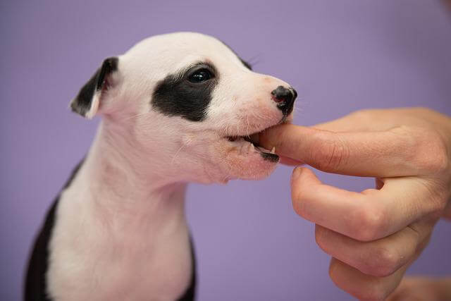 dog licking hand