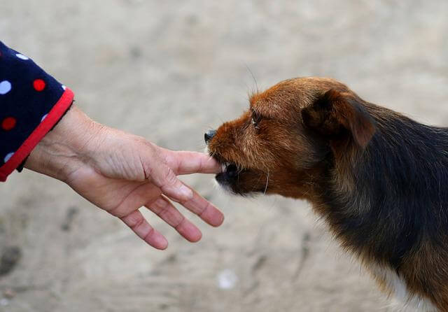 dog licking hand