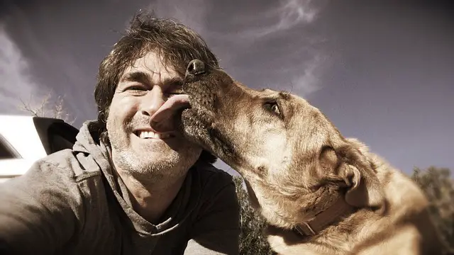 perro lamiendo la cara de los dueños