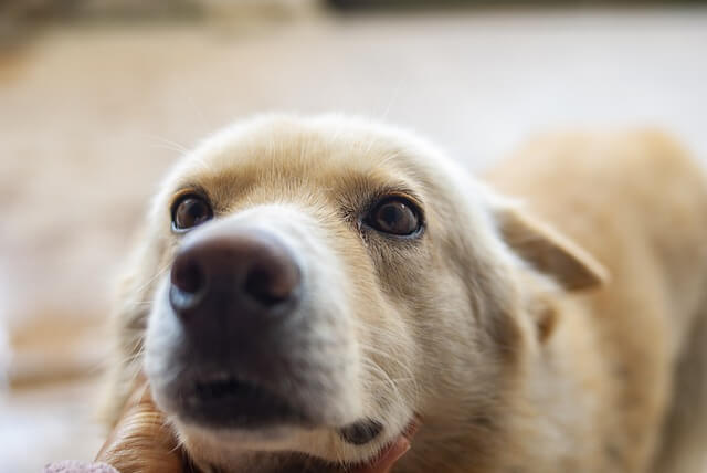 perro mirando