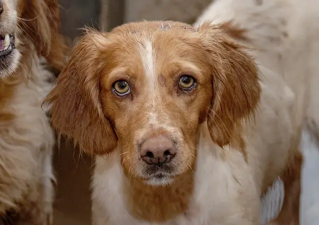 dog looking at camera