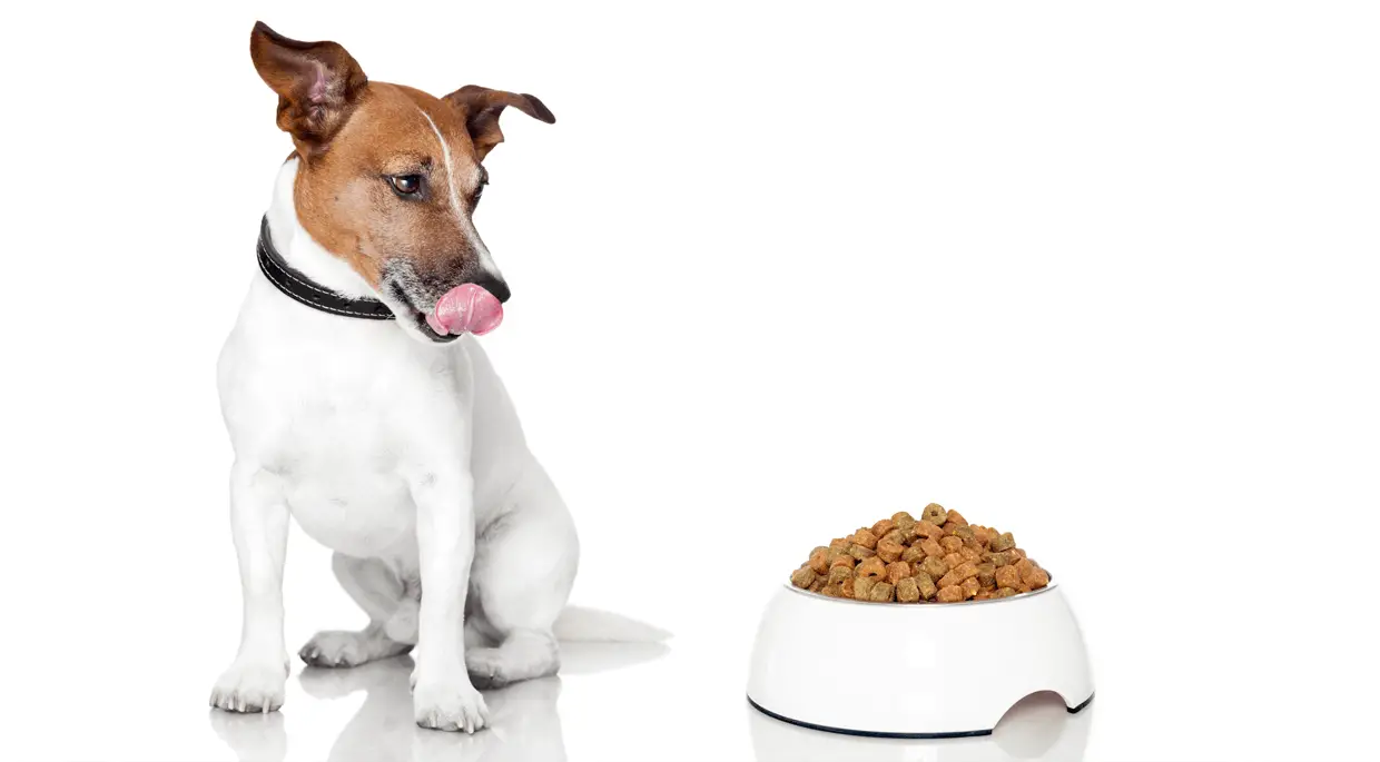 dog looking at food bowl