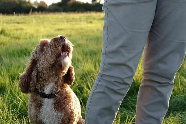 dog looking at owner