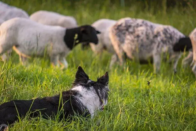dog looking at sheep