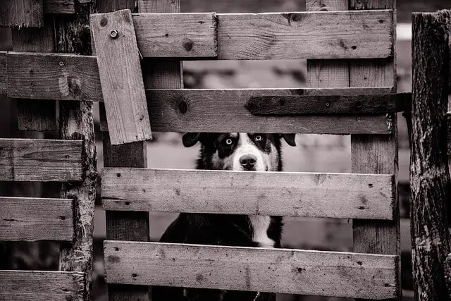 dog looking behind gate