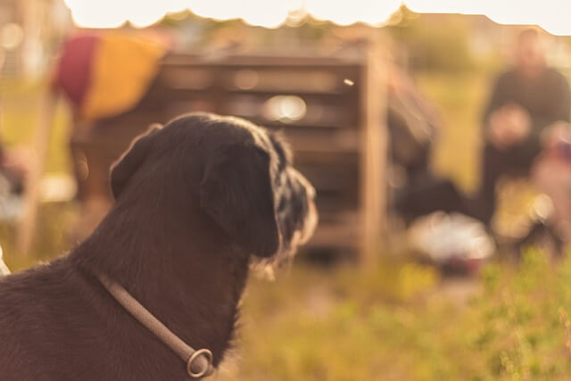 dog looking into distance