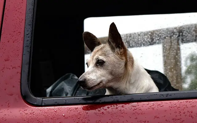 dog looking out of a car