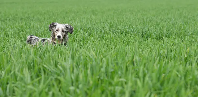 cane alla ricerca