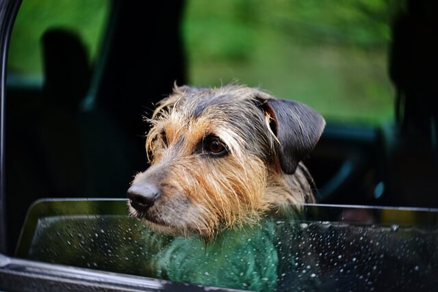 dog looking through a back window