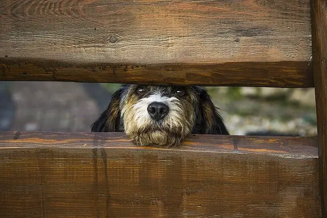 perro mirando a través de la valla