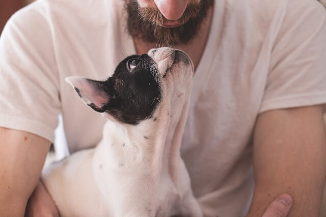 dog looking up at owner