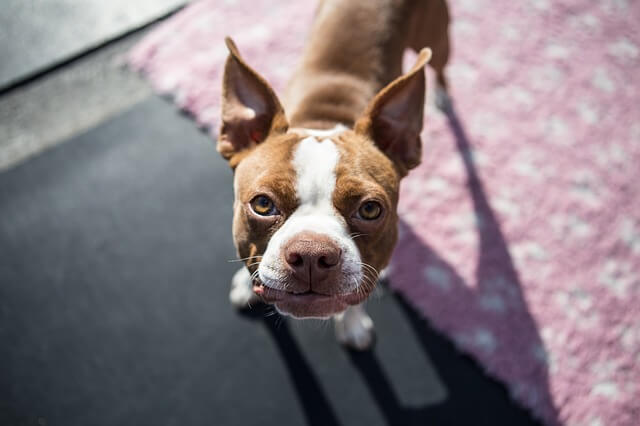 dog looking up