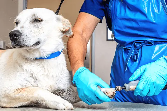 taglio delle unghie del cane