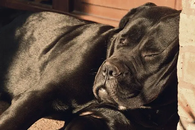 siesta de perro