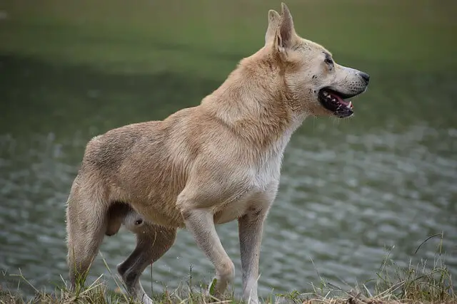 dog near a lake