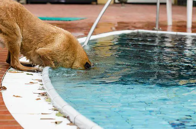 dog near the pool