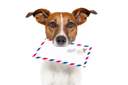 <strong>Erhalten Sie die besten Nachrichten über Hunde direkt in Ihren Posteingang</strong>