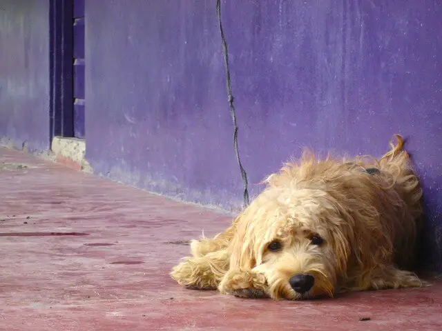 perro junto a una pared