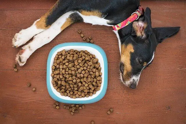 dog next to bowl of food
