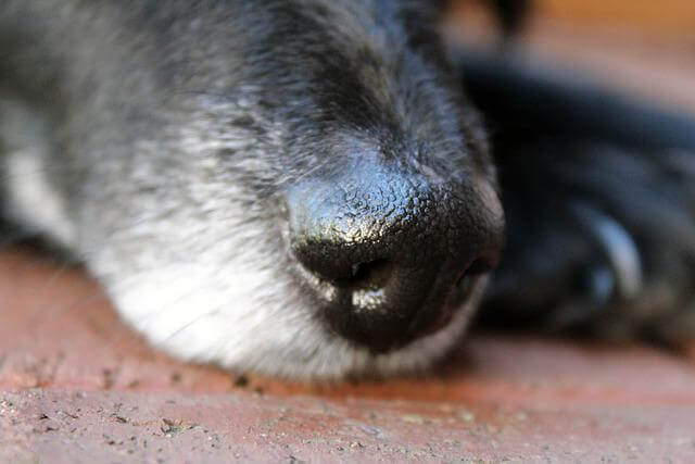 dog nose