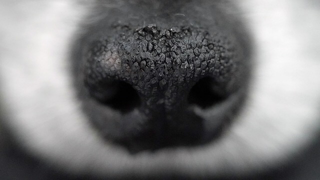 dog nose