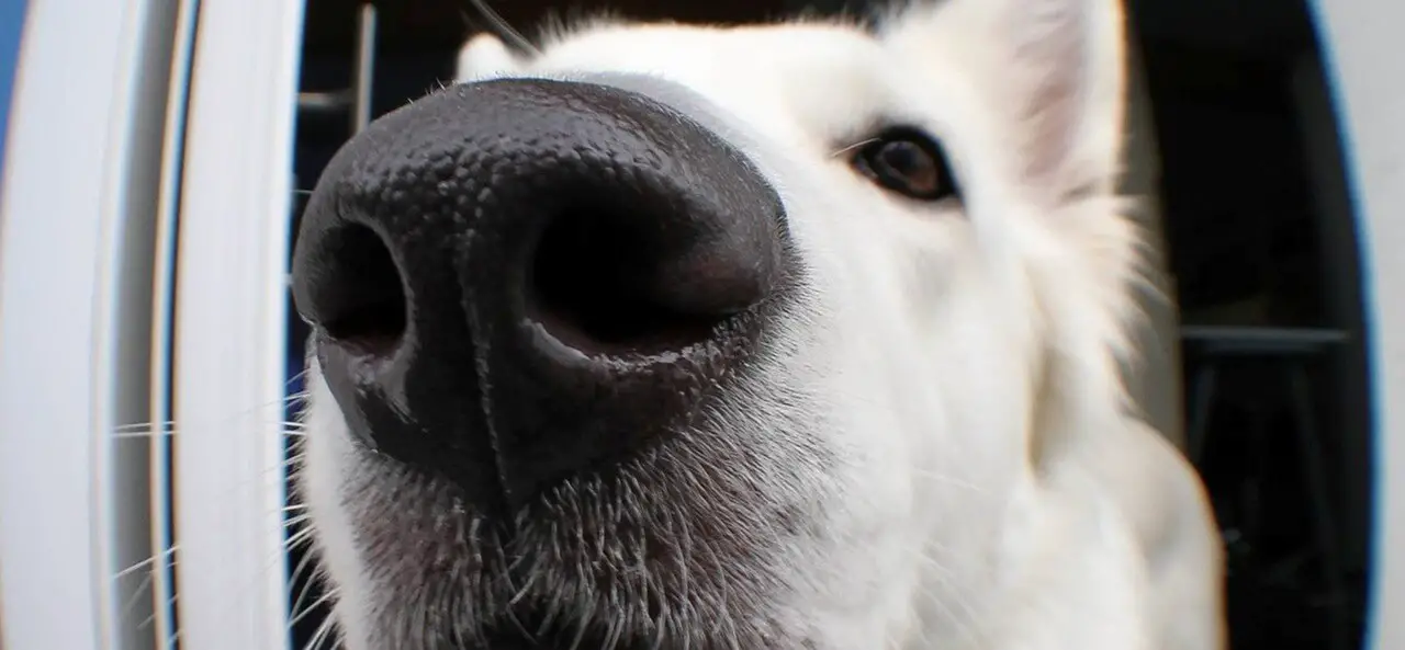 dog nose closeup