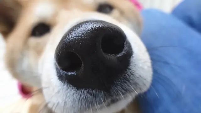 dog nose closeup