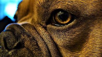 how do you get rid of nasal mites in dogs