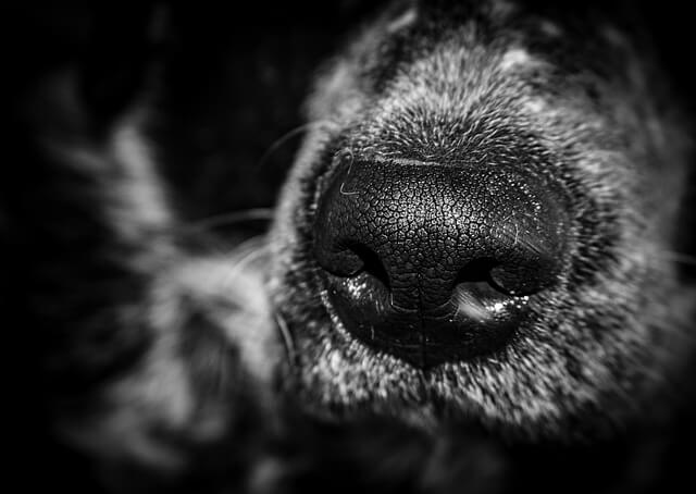 dog nose in black and white