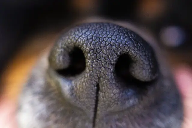 dog nose zoomed