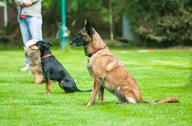 dog obedience trial