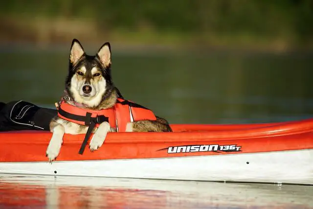 dog on a kayak
