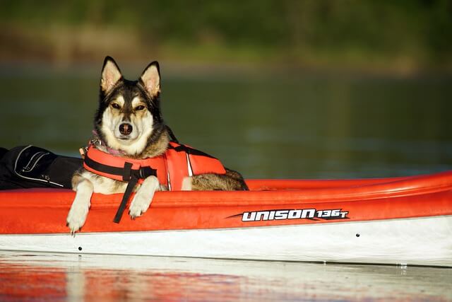 dog on a kayak