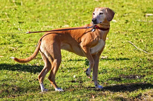dog on a retractable leash