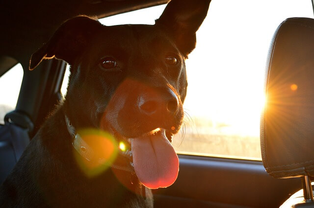 dog on backseat