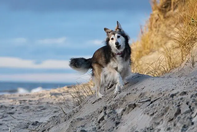 dog on beach