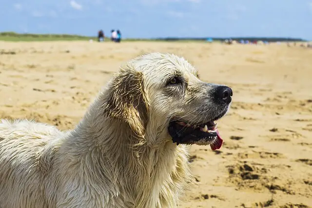 dog on beach