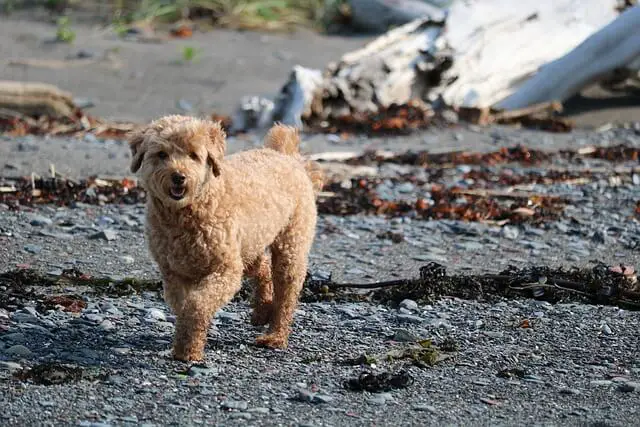 dog on beach