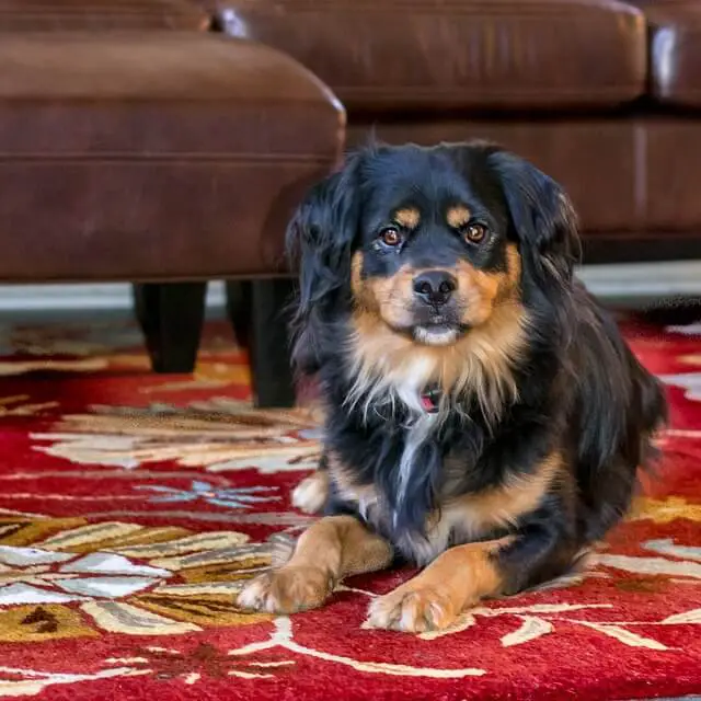 dog on carpet