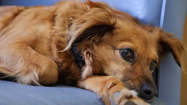 dog on couch