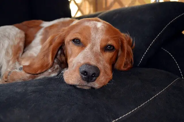 dog on couch