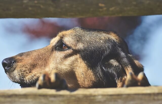 dog on fence