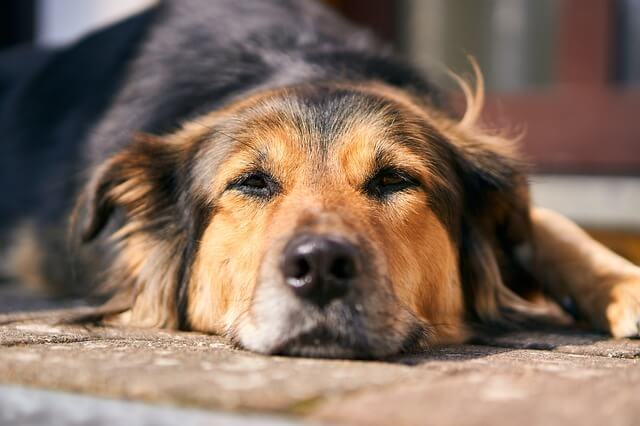 dog on floor