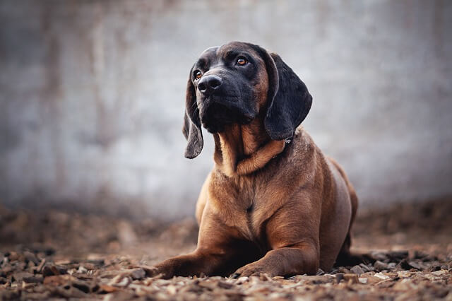 dog on ground