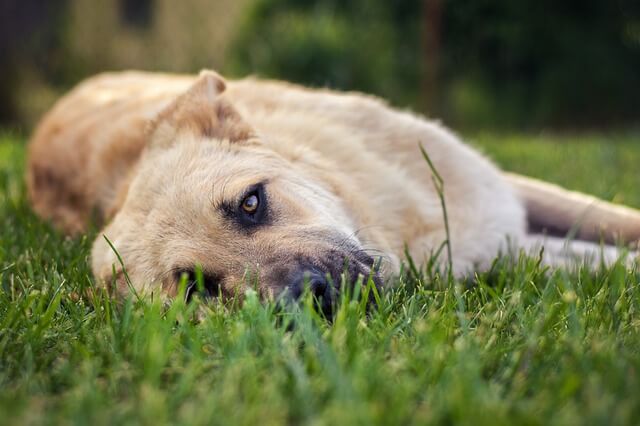 dog on ground