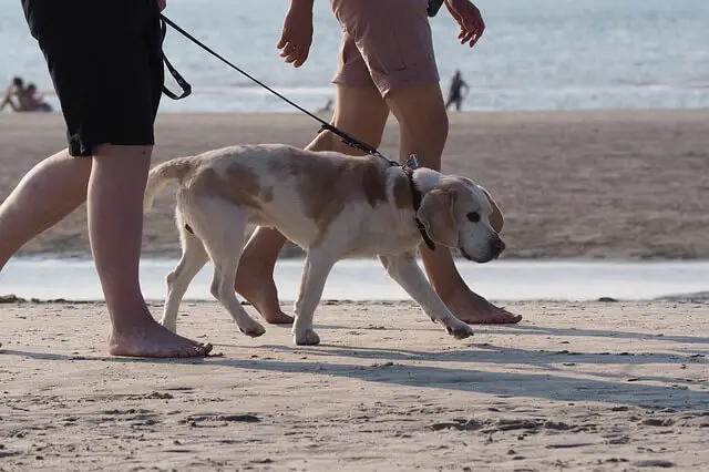dog on leash on beach