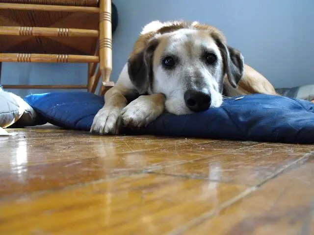 dog on pillow