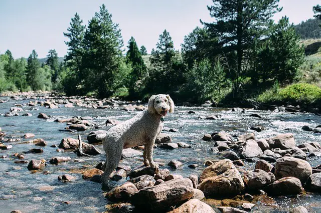 Dog on rocks