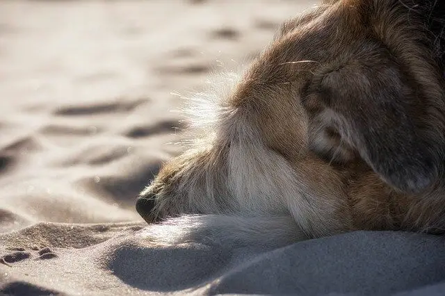 dog on sandy beach