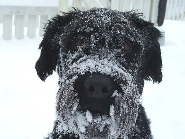 pas na snijegu